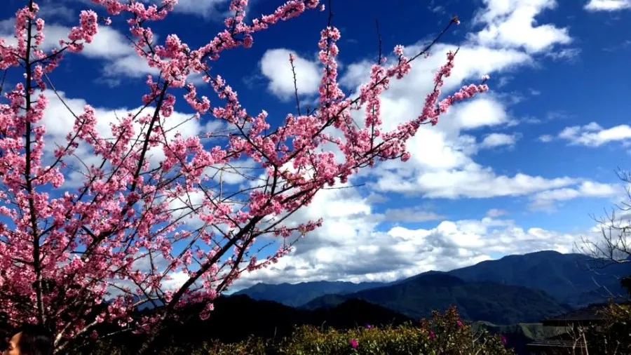 Alishan National Scenic Area