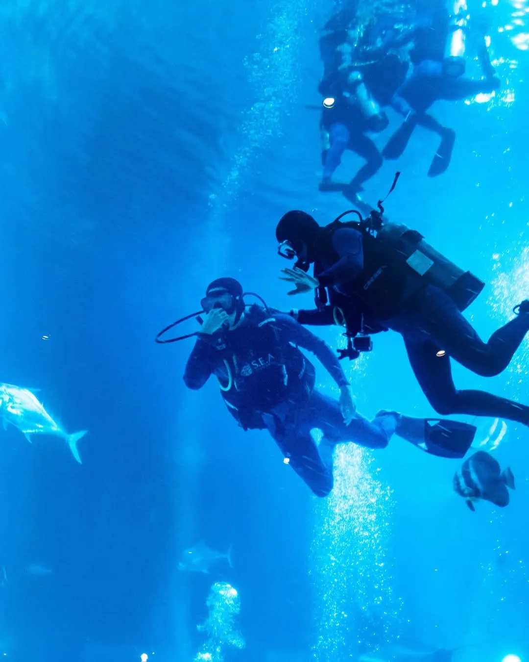 S.E.A Aquarium