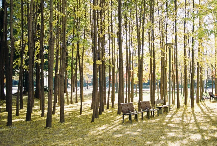 Attractions To Visit When You're In Seoul, Korea
