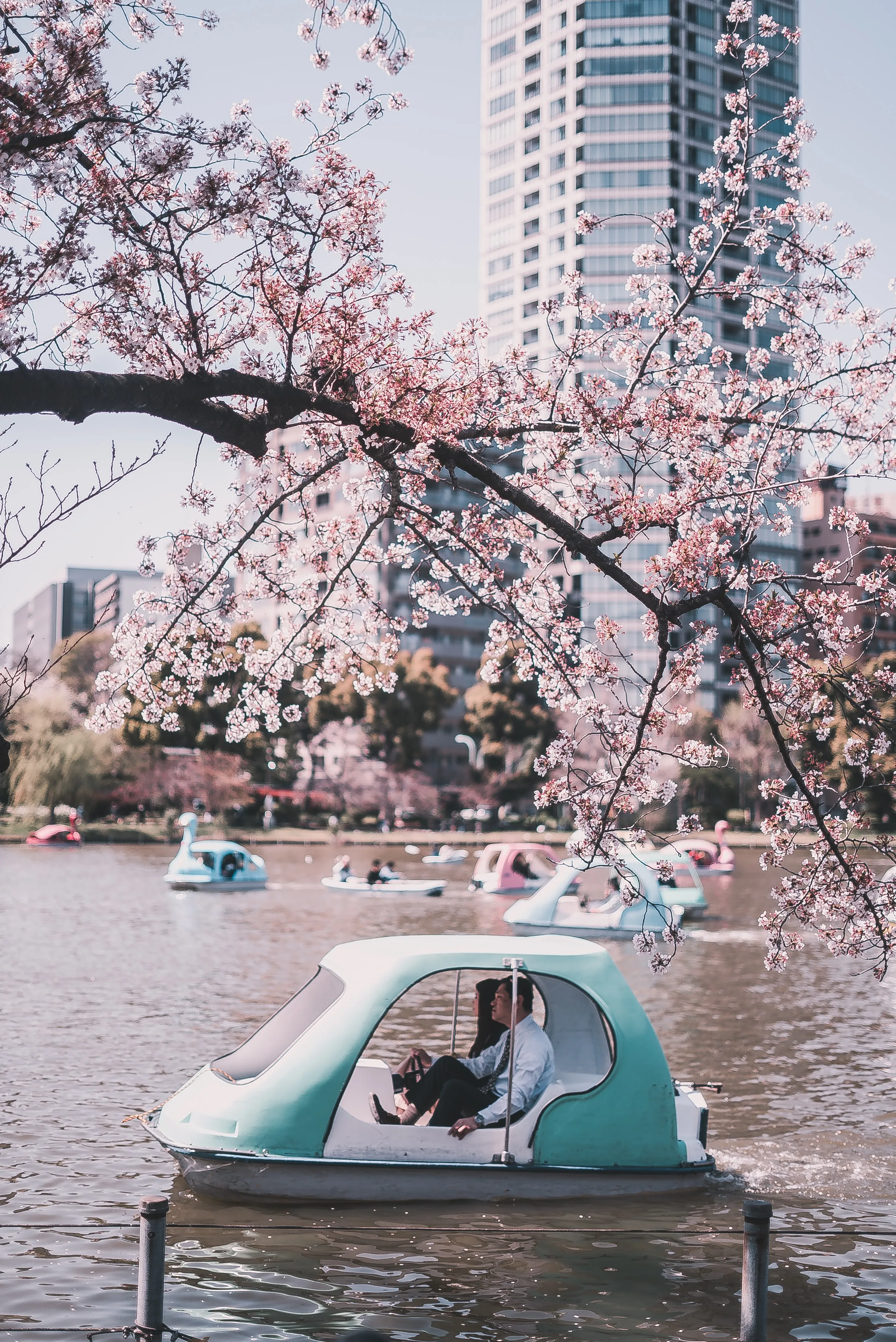 Cherry blossoms