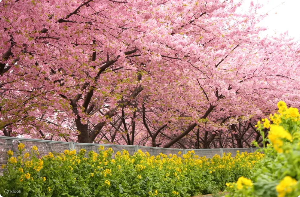 Sakura trees