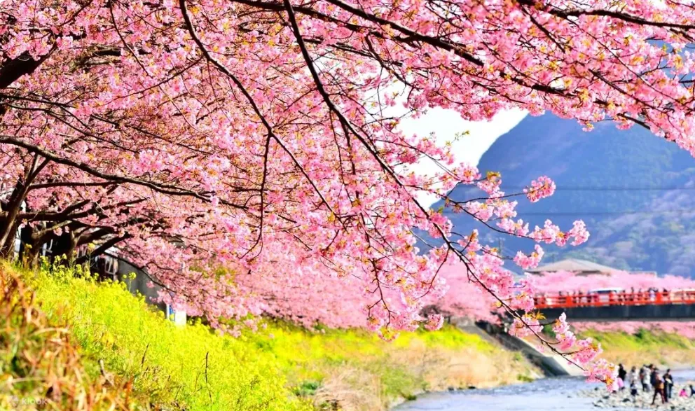 Cherry blossoms