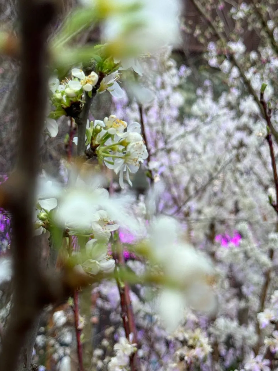 Enjoy Sakura Season In Singapore At Gardens By The Bay