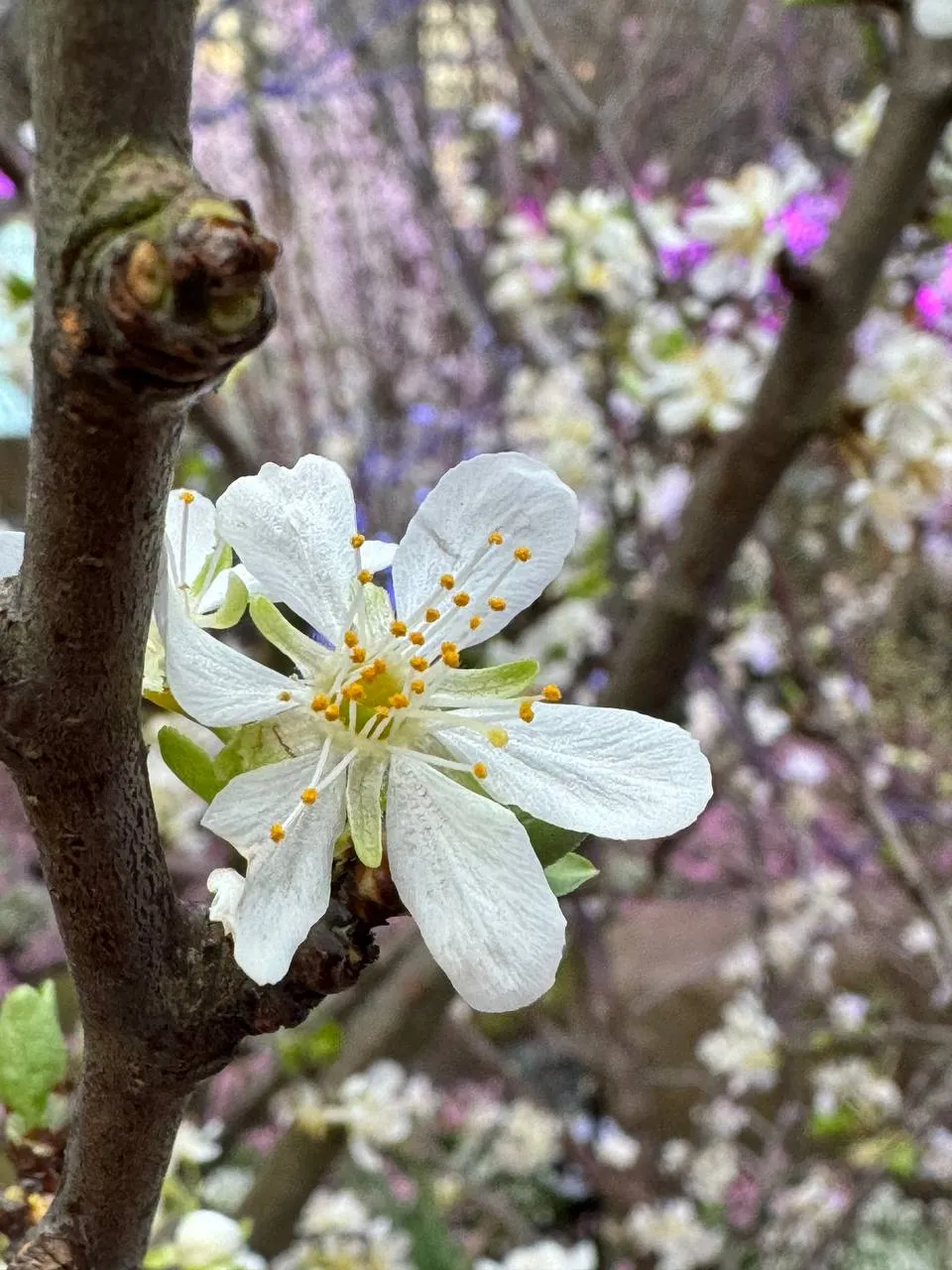 Enjoy Sakura Season In Singapore At Gardens By The Bay