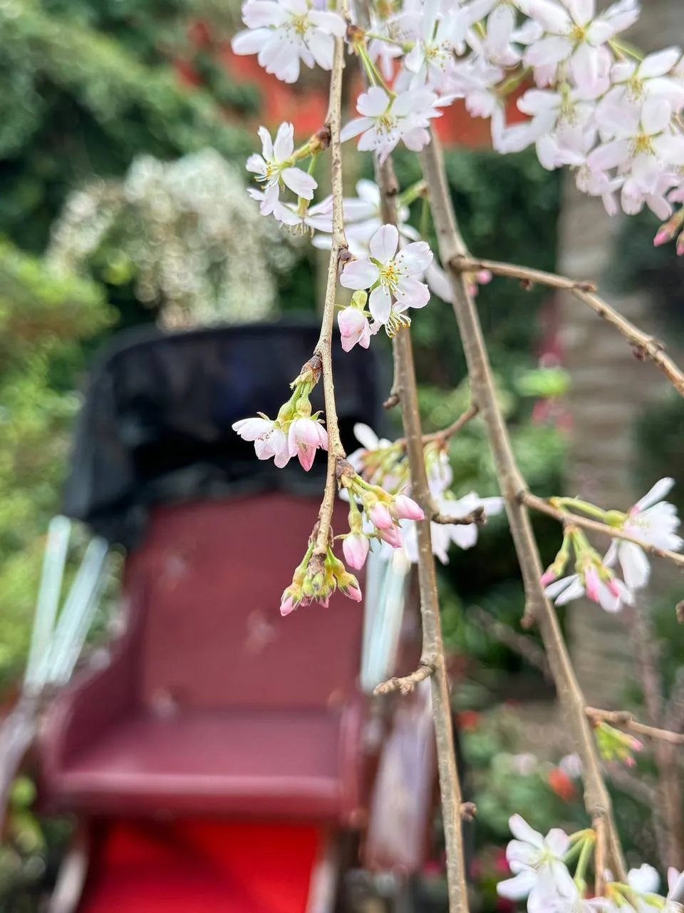 Enjoy Sakura Season In Singapore At Gardens By The Bay