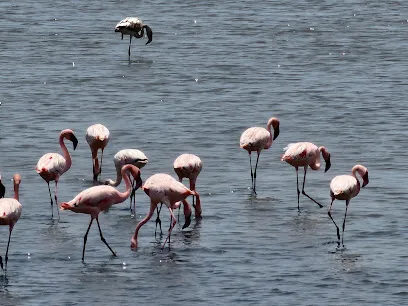 Karave Flamingo Point