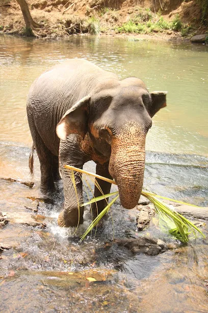 The Elephant Freedom Project