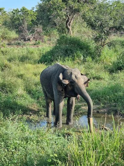 Hurulu Eco Park - Wild Elephant Safari