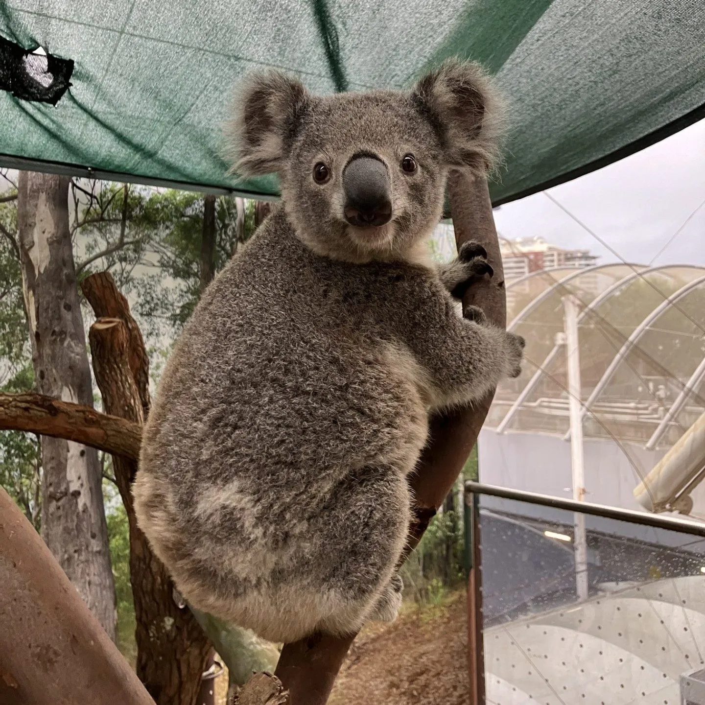 WILD LIFE Sydney Zoo