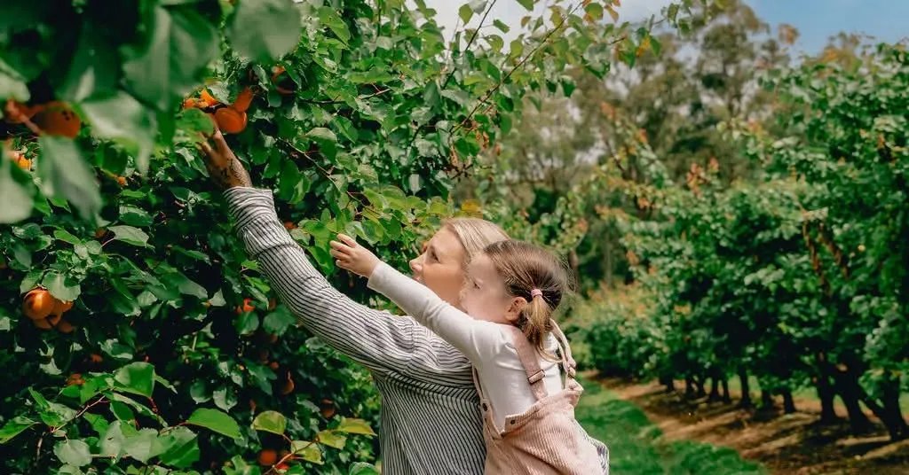 Rayner’s Orchards Fruit Picking