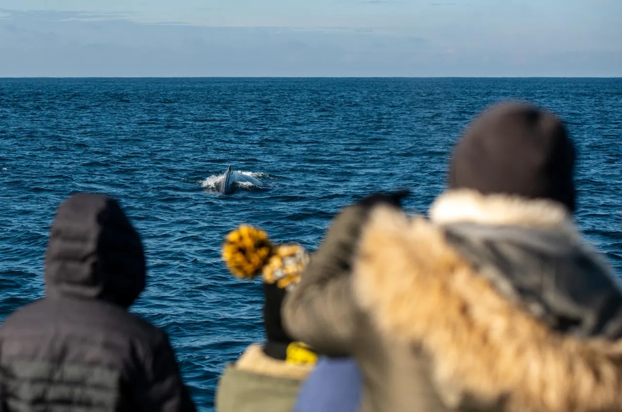 whale migration