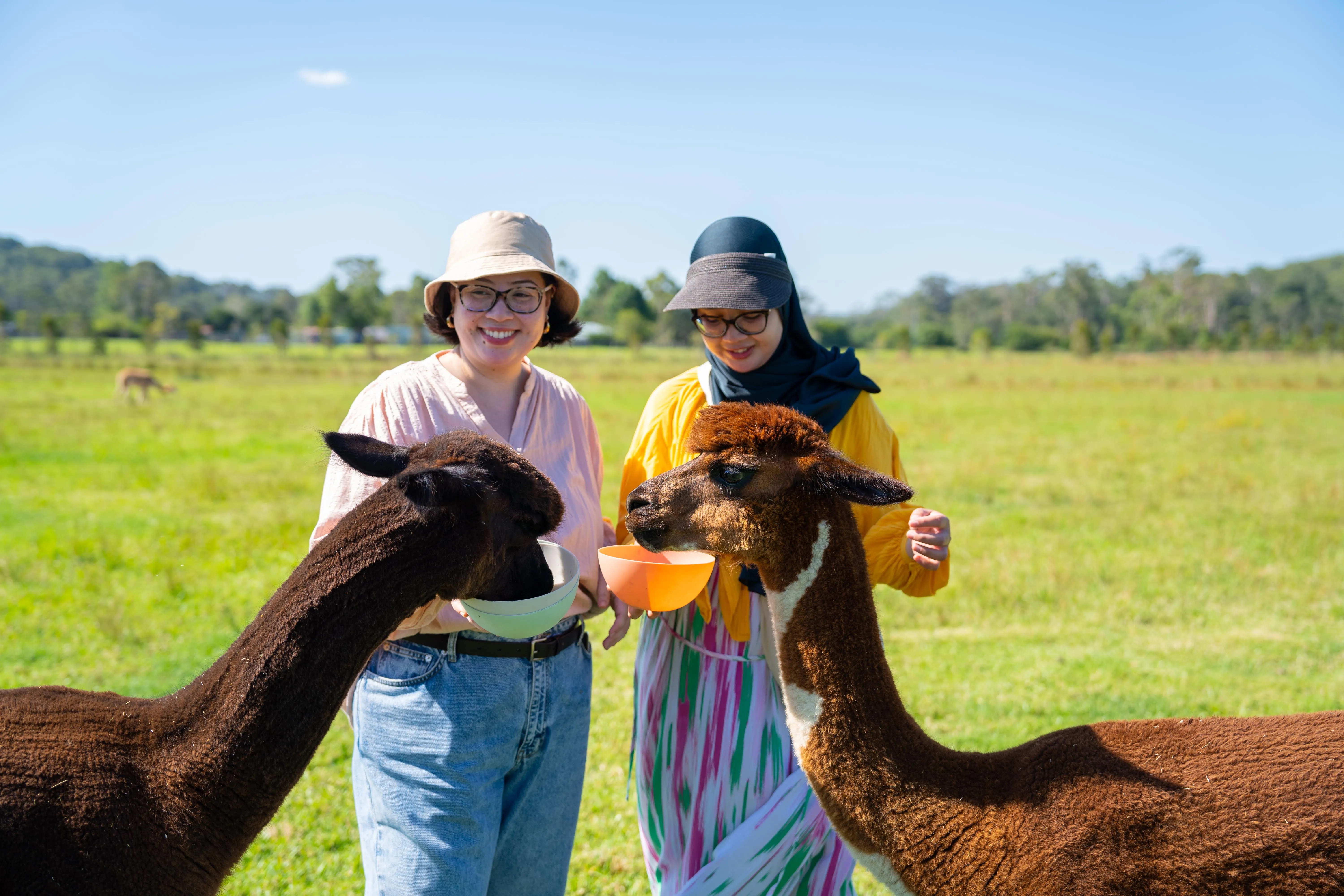 Iris Lodge Alpacas
