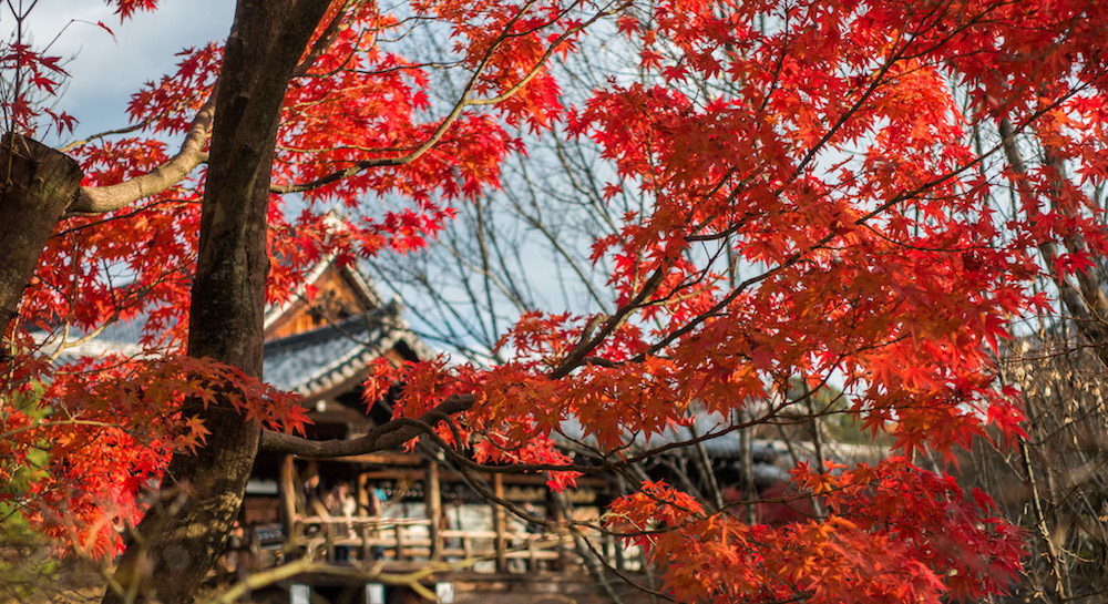 tofukuji autumn leaves