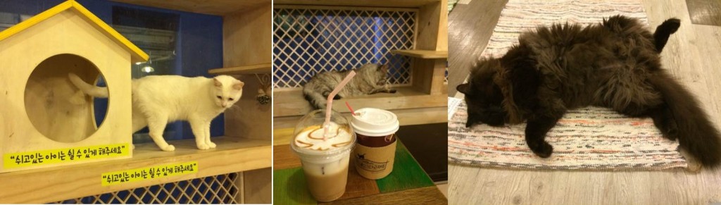 cat cafe gangnam_2