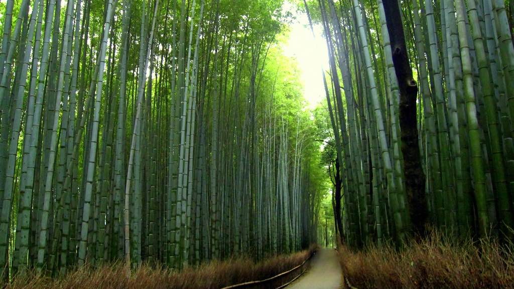 Bamboo Forest