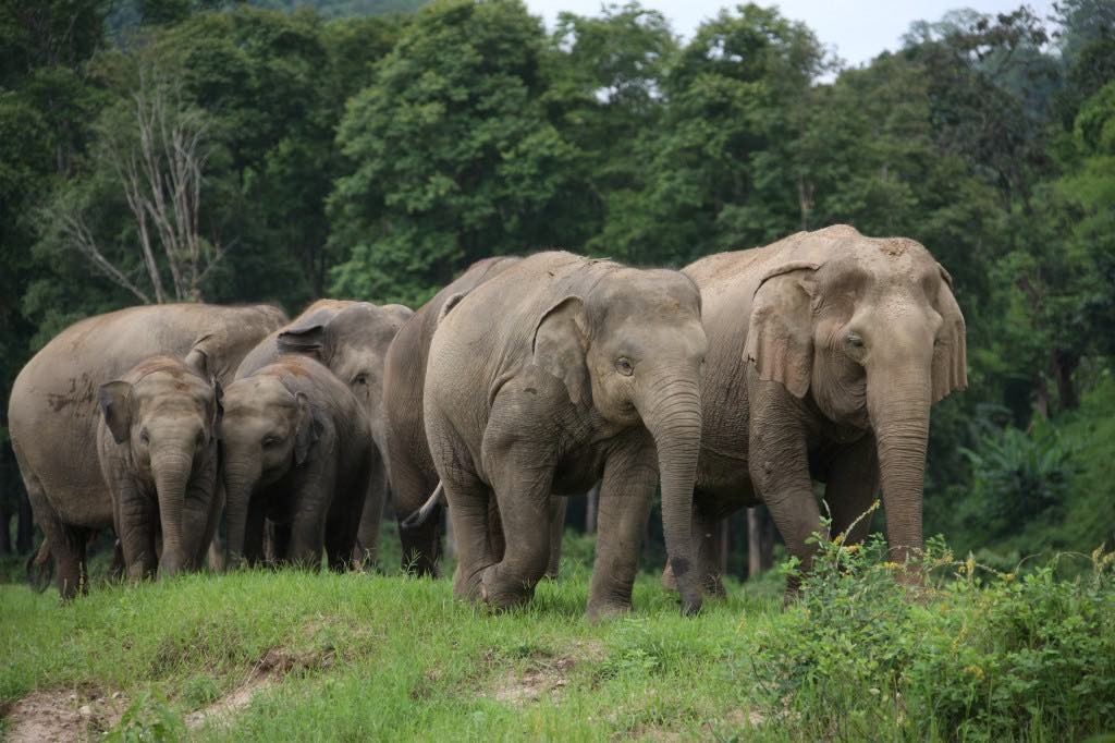Elephant Chiang Mai