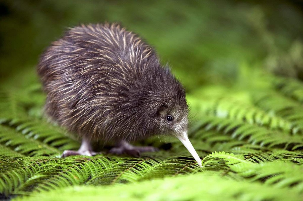 baby-kiwi-chick