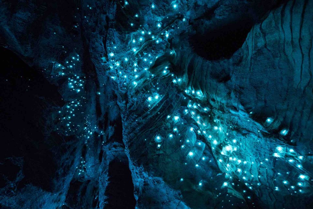 Glowworm