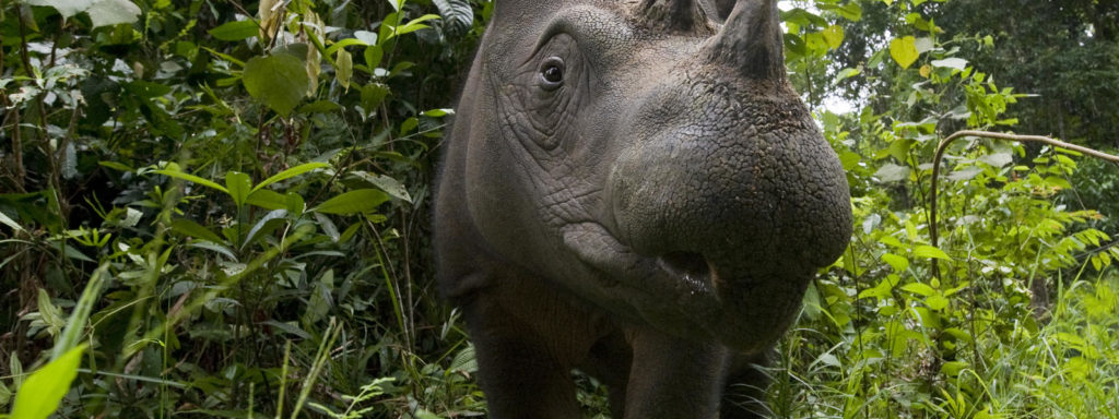 sumatran_rhino