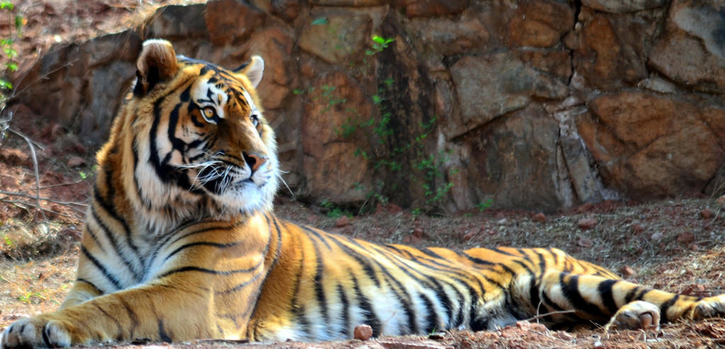 bengal-tiger