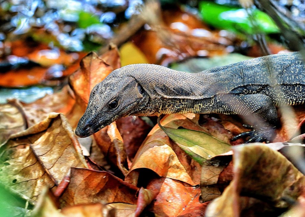 2-sungei-buloh-monitor-lizard