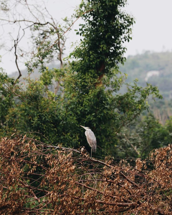 Hong Kong Wetland Park