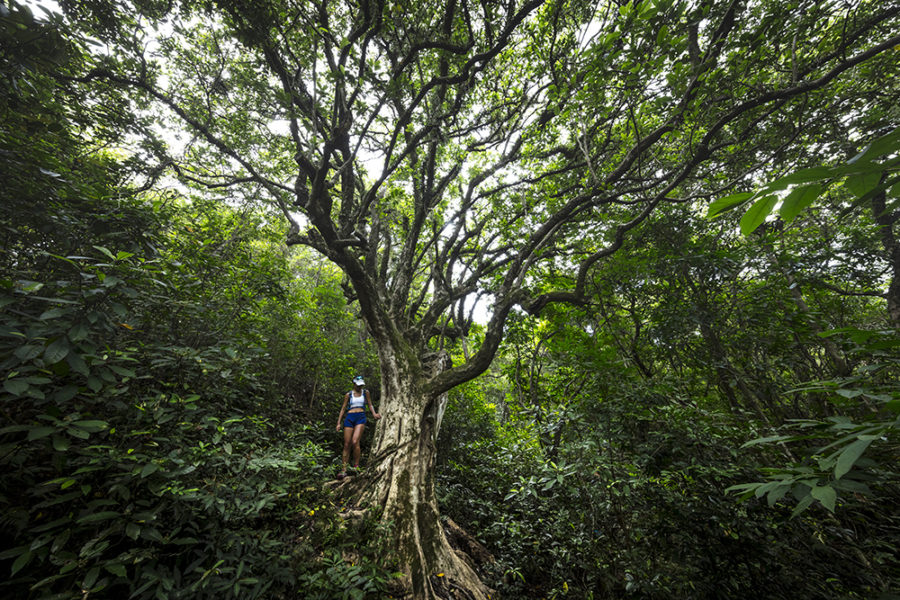 Plover Cove (Tugo Cheng) Hong Kong