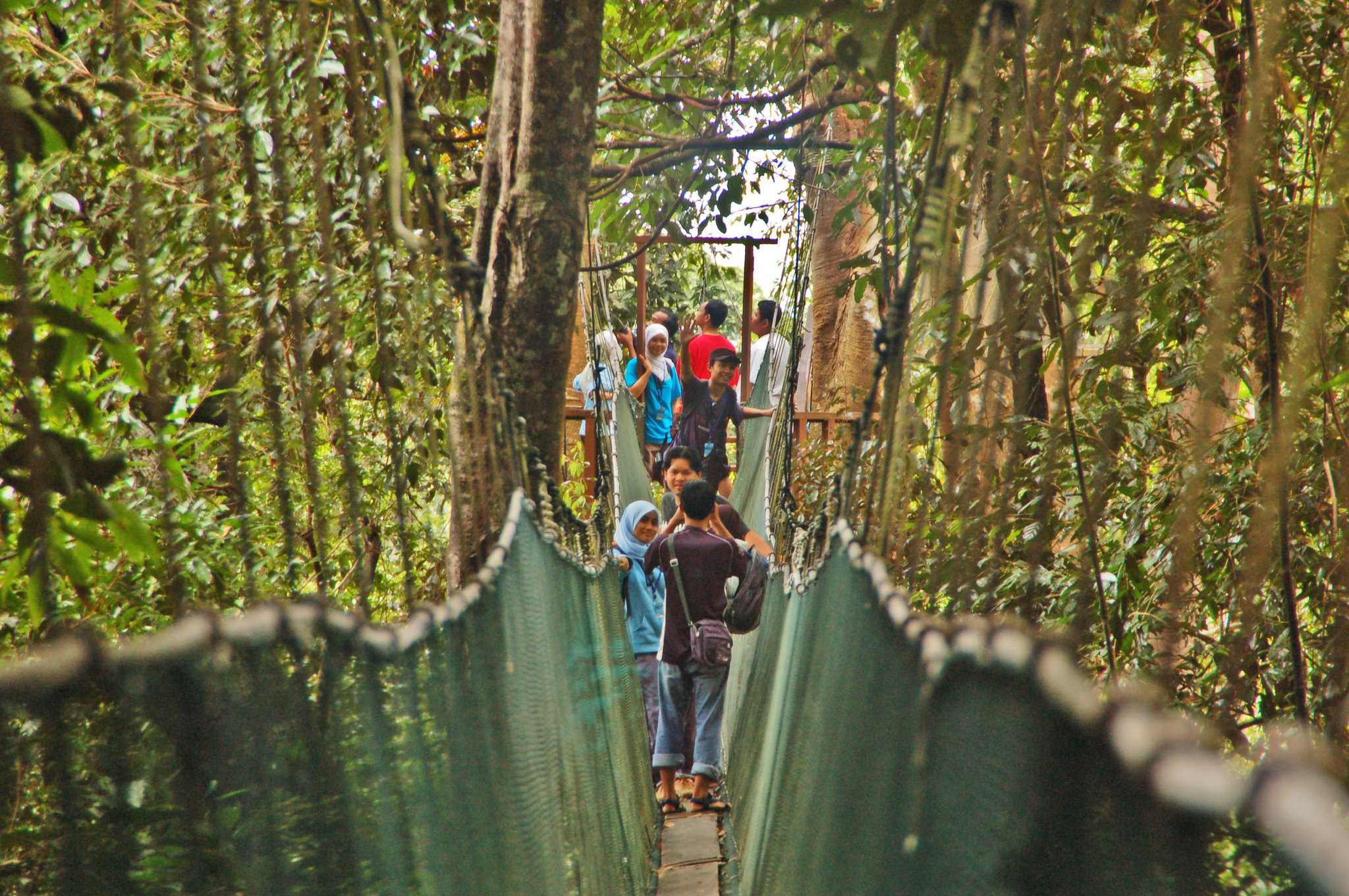 Best Rainforest Canopy Walks In Malaysia